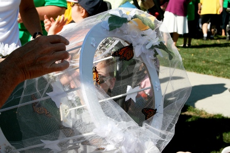 выпускаем бабочек